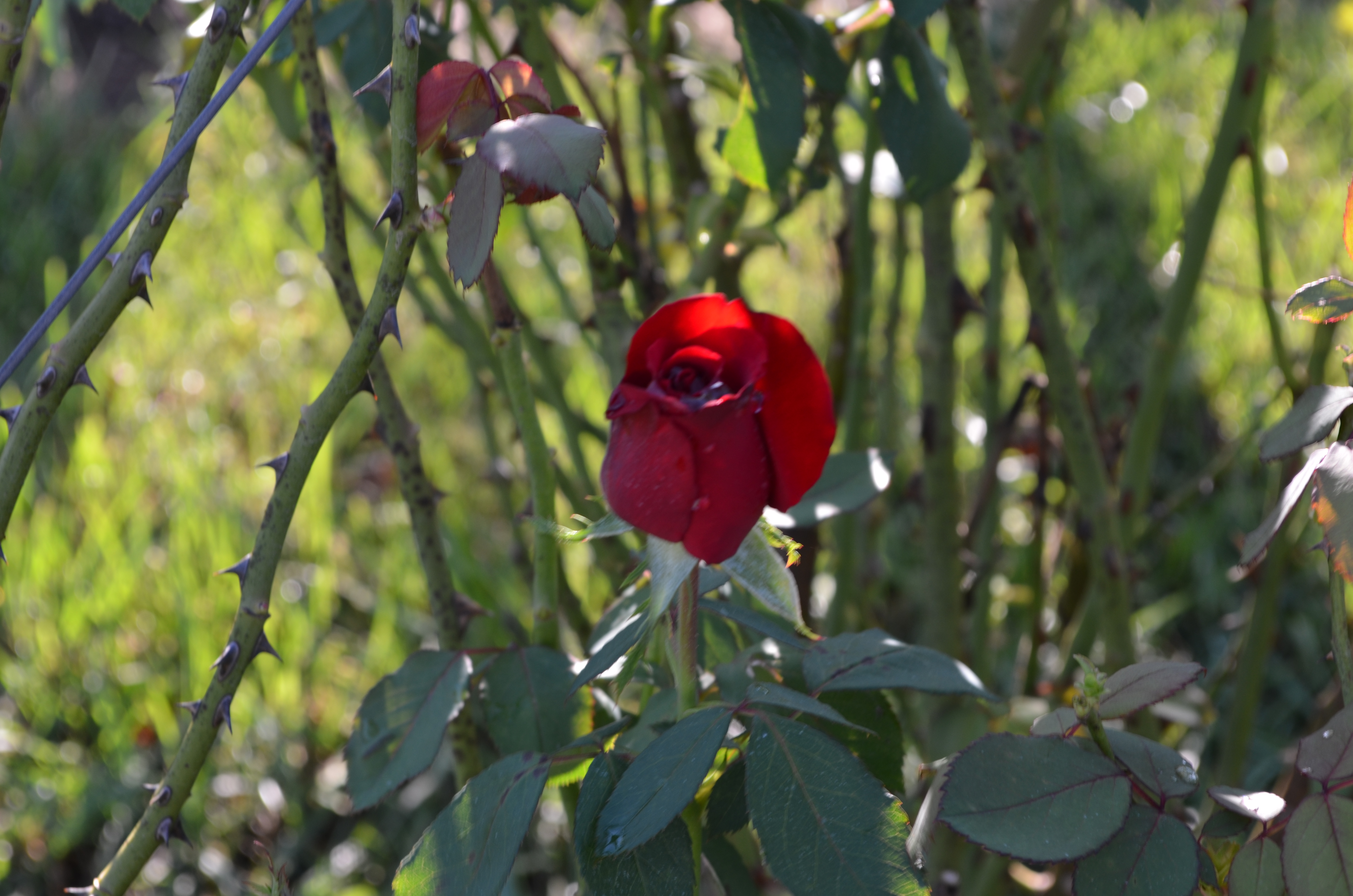 ./2013/Lexington NC/DSC_2957.JPG